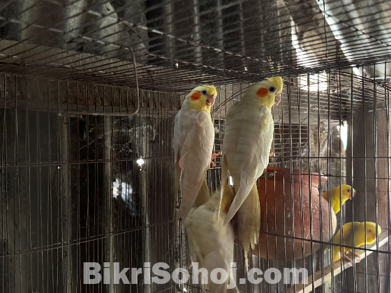 কোকাটেল ও বাজিগার পাখি